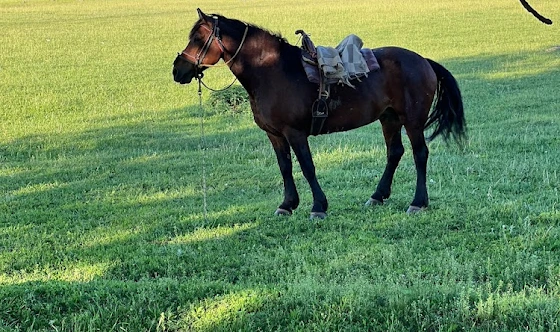 Фото №15 зала Терраса