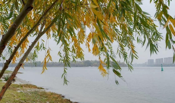 Фото №12 зала Зал "Сад"